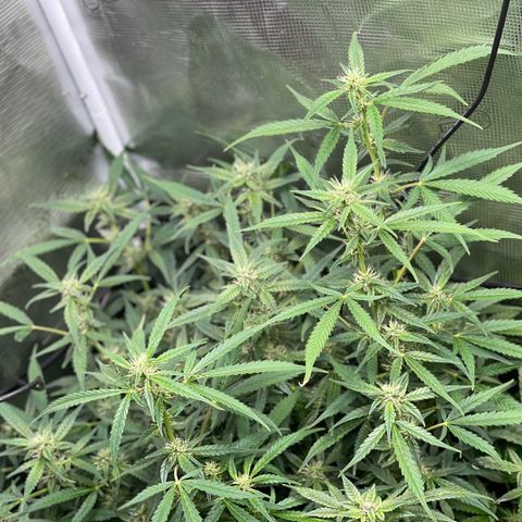 Moonshine Cookies growlog timeline photo
