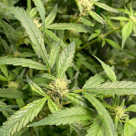 Bruce Banner #1 growlog timeline photo