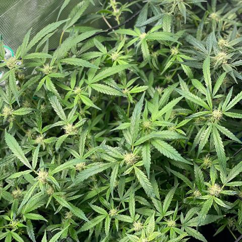 Bruce Banner #1 growlog timeline photo