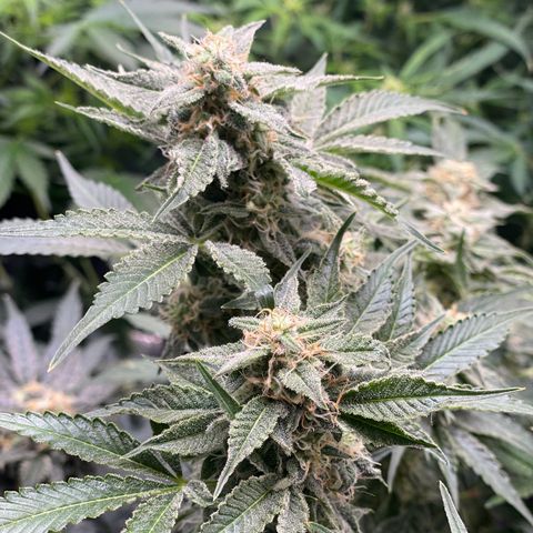 Growlog-Zeitleistenfoto von White Widow #1