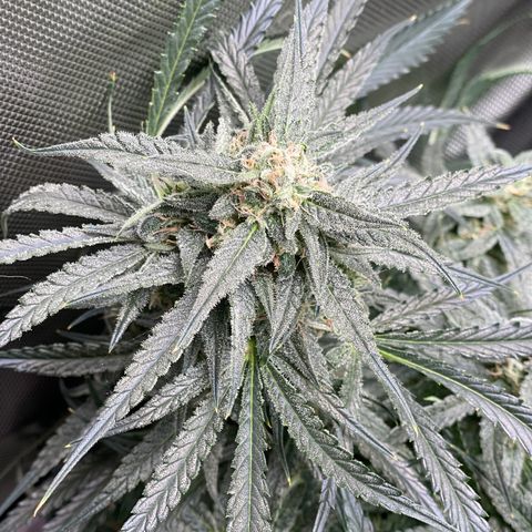 White Widow #2 growlog timeline photo