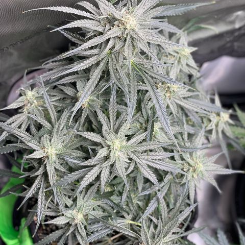 White Widow #2 growlog timeline photo