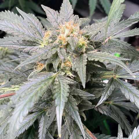 Sexxpot #1 growlog timeline photo