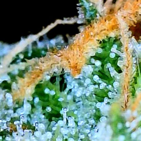 Sexxpot #1 growlog timeline photo