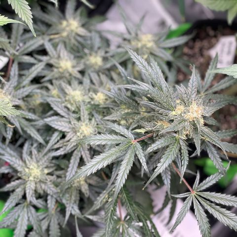 Sexxpot #1 growlog timeline photo