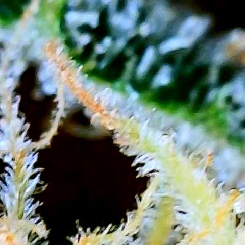 Sexxpot #1 growlog timeline photo