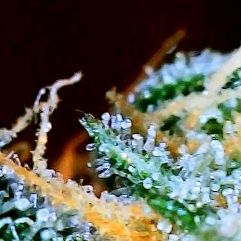 Sexxpot #1 growlog timeline photo