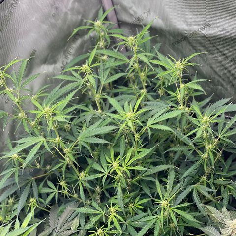 Milky Way - Variegated growlog timeline photo