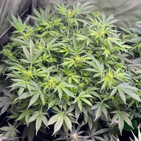 Blue Knight #1 growlog timeline photo