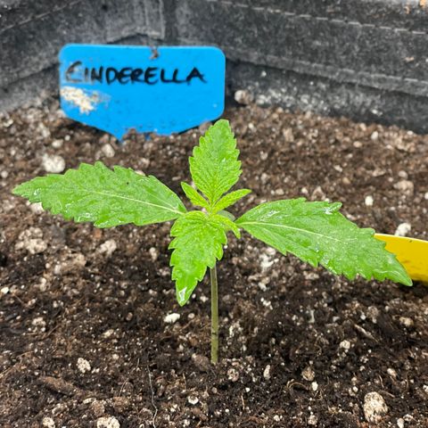 Cinderella #2 growlog timeline photo