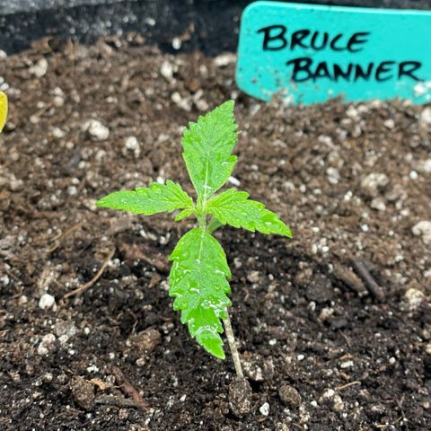 Bruce Banner #2 growlog timeline photo