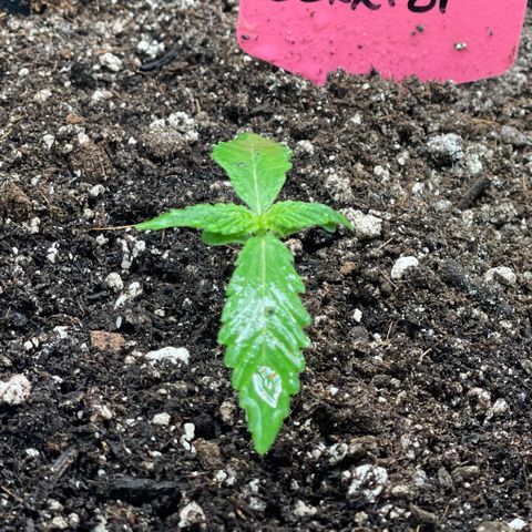 Sexxpot #2 growlog timeline photo