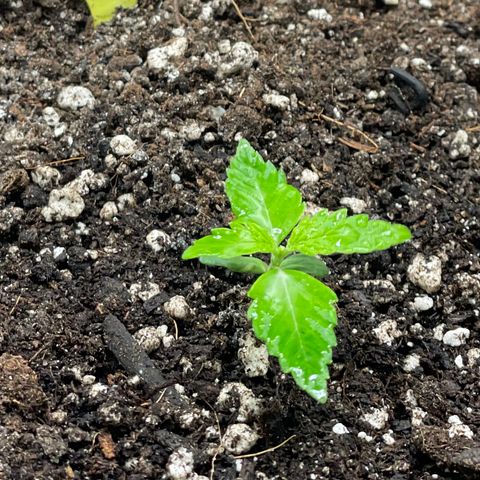 Gelato #1 growlog timeline photo