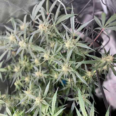 Cinderella #1 growlog timeline photo