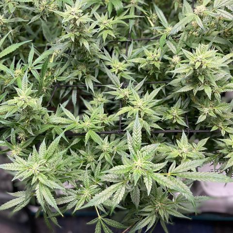 Do-Si-Dos #1 growlog timeline photo