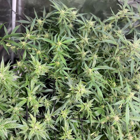 Moonshine Cookies growlog timeline photo