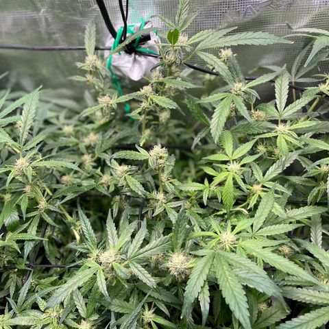 Bruce Banner #1 growlog timeline photo