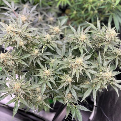 Growlog-Zeitleistenfoto von White Widow #1