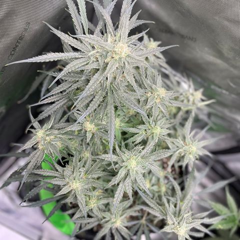 White Widow #2 growlog timeline photo
