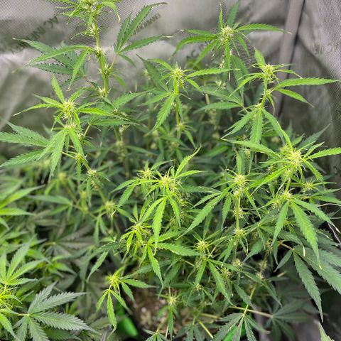 Milky Way - Variegated growlog timeline photo
