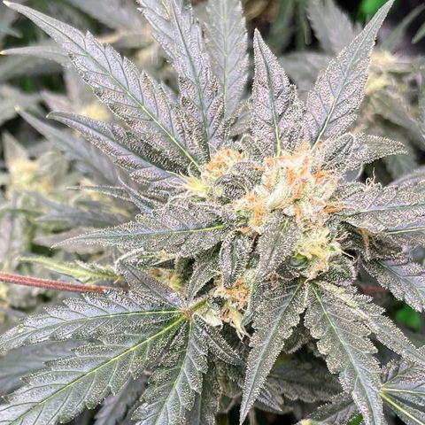 Sexxpot #1 growlog timeline photo