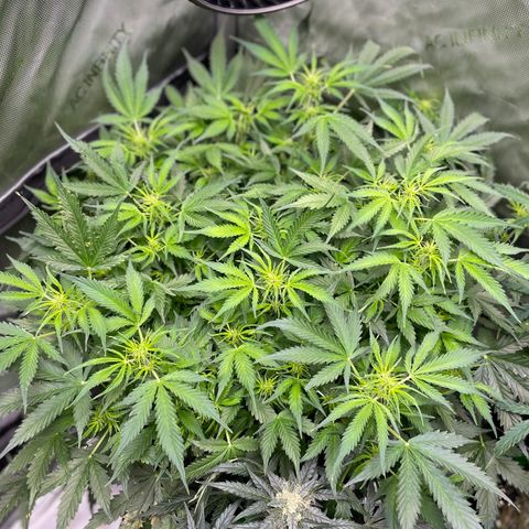 Blue Knight #1 growlog timeline photo
