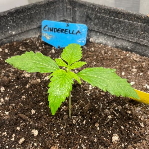 Cinderella #2 growlog timeline photo