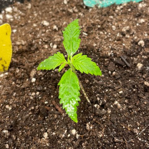 Bruce Banner #2 growlog timeline photo