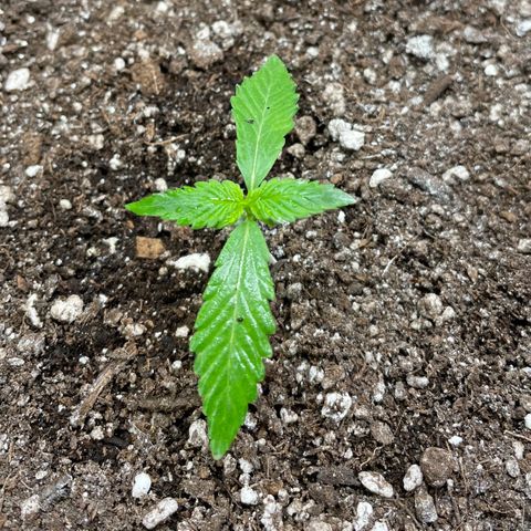 Sexxpot #2 growlog timeline photo