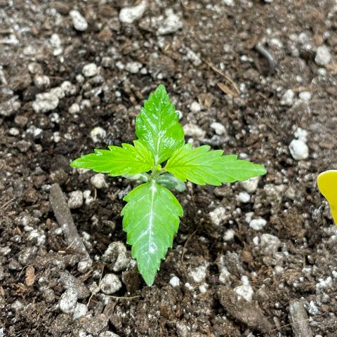 Gelato #1 growlog timeline photo