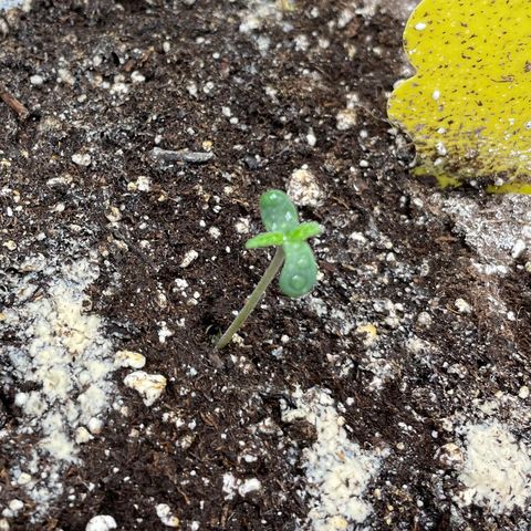 White Widow #4 growlog timeline photo