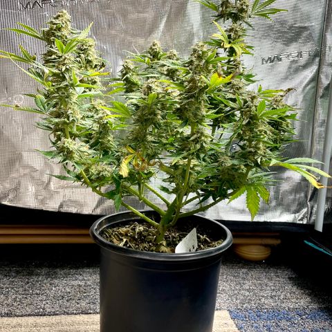White Widow #3 growlog timeline photo