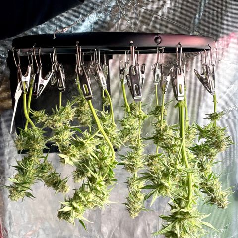 White Widow #3 growlog timeline photo