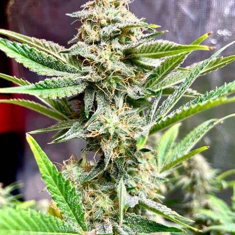 White Widow #3 growlog timeline photo