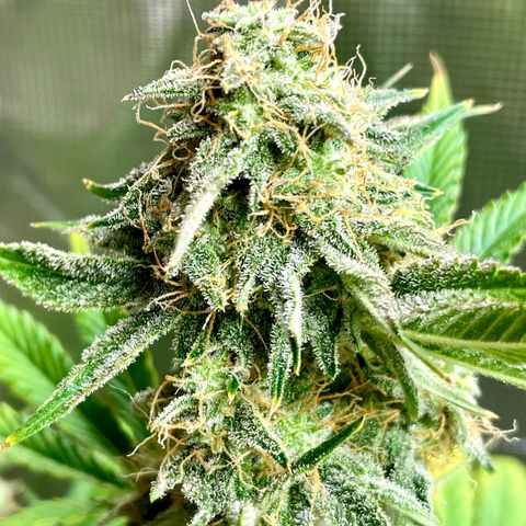 White Widow #3 growlog timeline photo