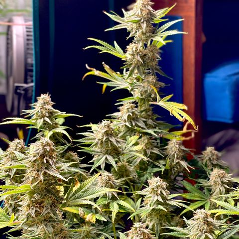 White Widow #3 growlog timeline photo
