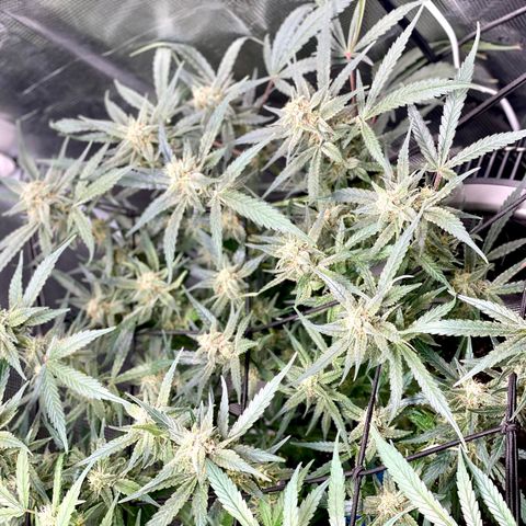 Cinderella #1 growlog timeline photo