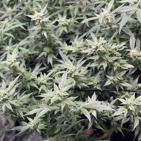 Do-Si-Dos #1 growlog timeline photo