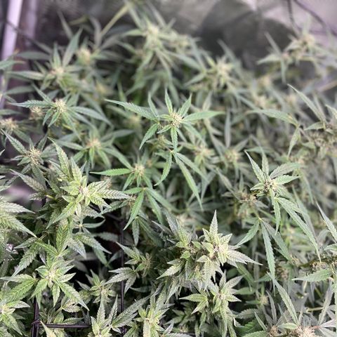 Moonshine Cookies growlog timeline photo
