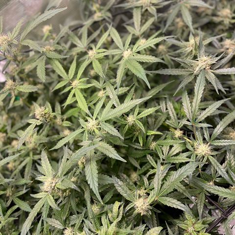 Bruce Banner #1 growlog timeline photo