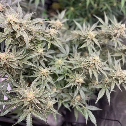 Growlog-Zeitleistenfoto von White Widow #1