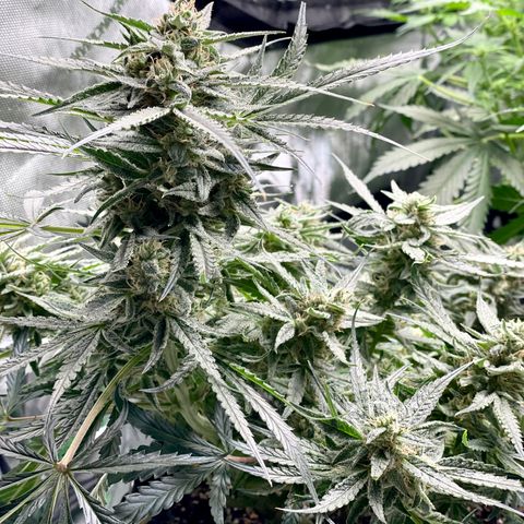 White Widow #2 growlog timeline photo