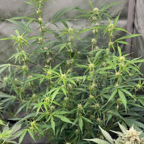 Milky Way - Variegated growlog timeline photo