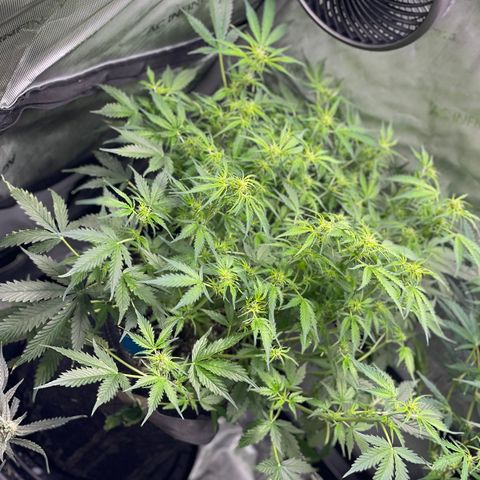 Blue Knight #1 growlog timeline photo