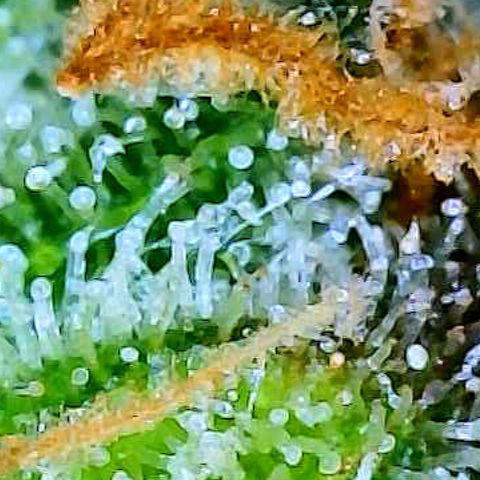 Sexxpot #1 growlog timeline photo