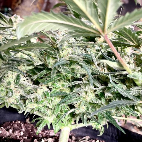 Sexxpot #1 growlog timeline photo