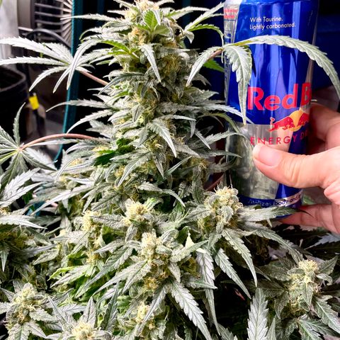 Sexxpot #1 growlog timeline photo