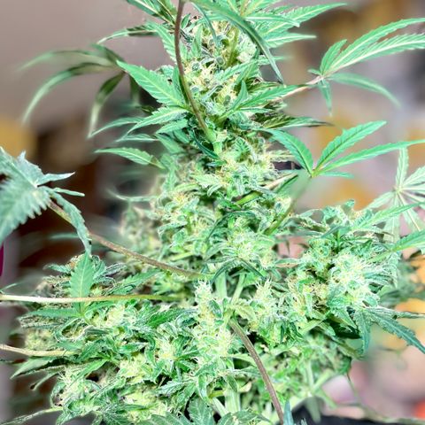 Sexxpot #1 growlog timeline photo