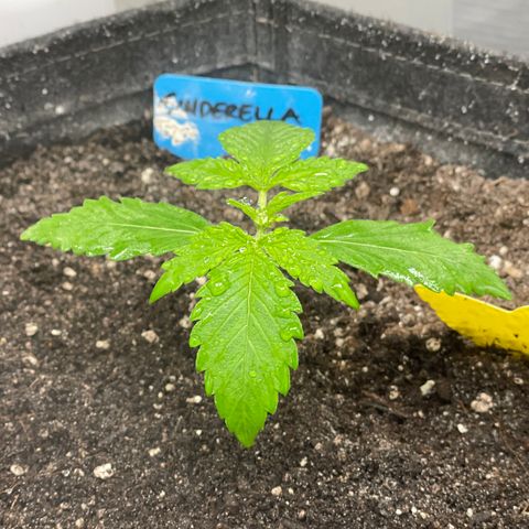 Cinderella #2 growlog timeline photo