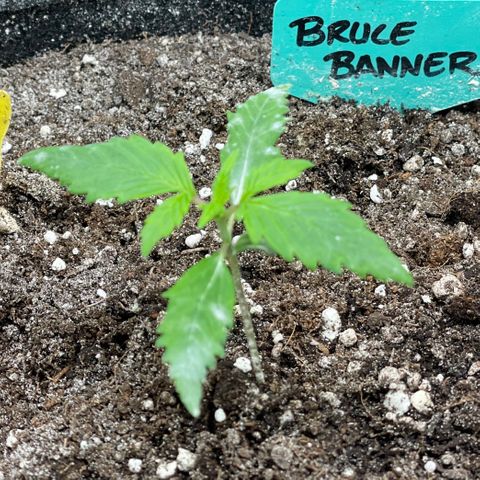 Bruce Banner #2 growlog timeline photo